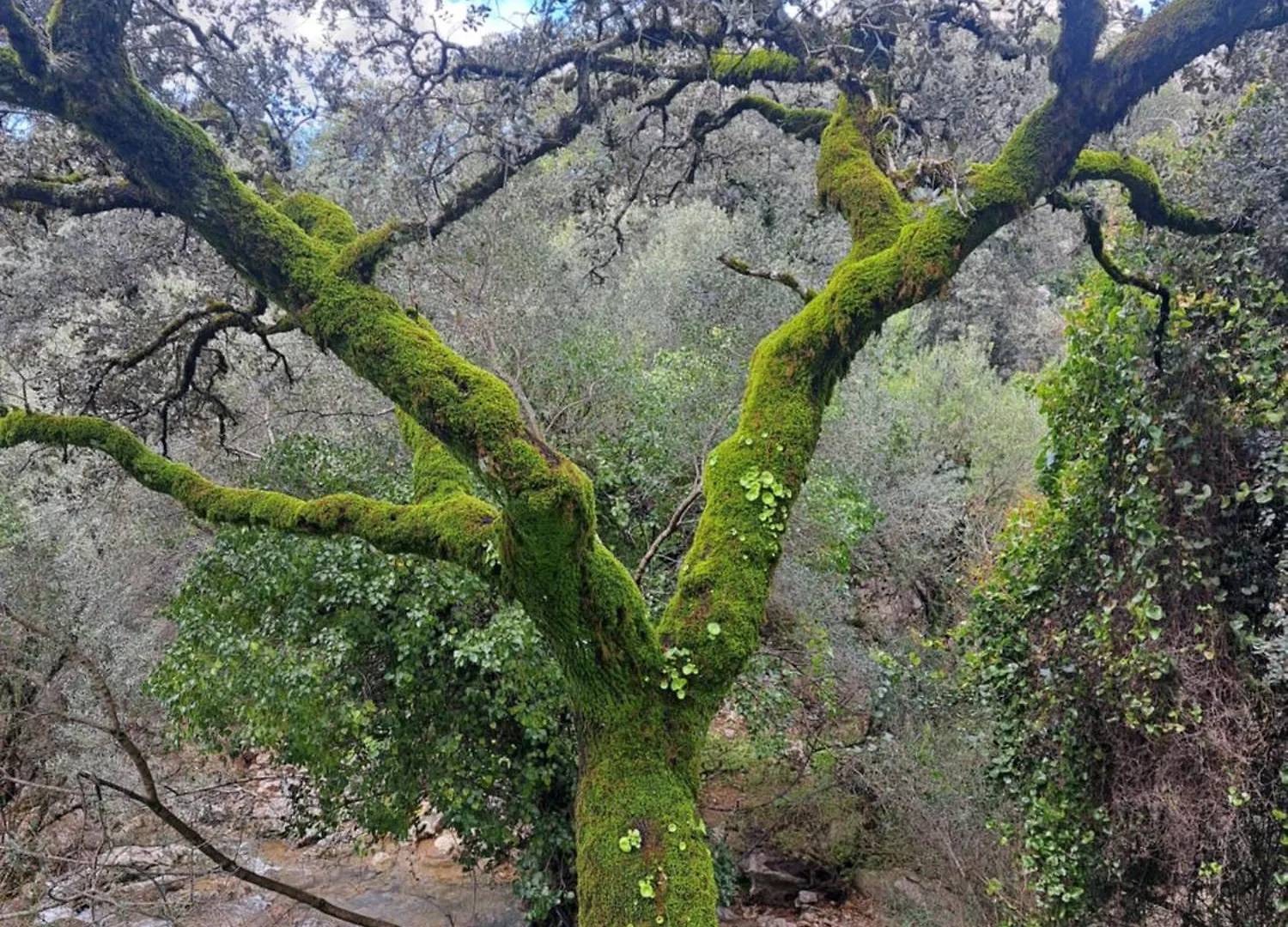 Alojamiento Rural Benaocaz Casa vacanze